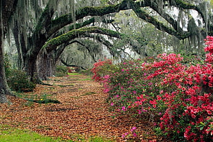 Park,  Flowers,  Trees,  Branches HD wallpaper