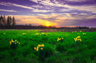 yellow petaled flowers surrounds with grass during daytime photo