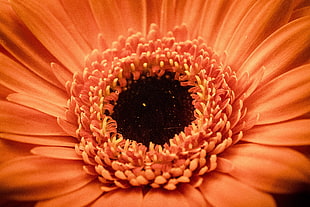 macro photography of orange Gerbera flower HD wallpaper