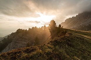 tall green tree, mountains, mist, clouds, daylight