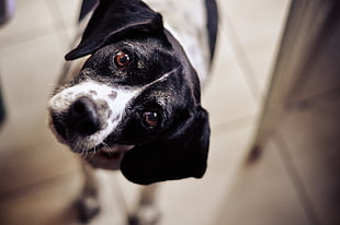 black and white short coated dog, animals, dog HD wallpaper