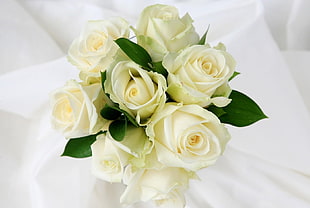 white Rose flower bouquet HD wallpaper