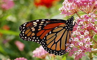 Macro shot photography of black and brown butterfly