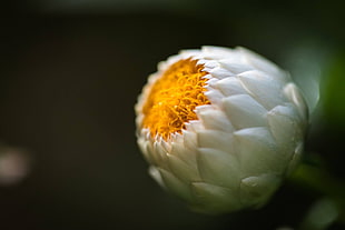 shallow focus of white and yellow flower, singapore HD wallpaper