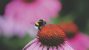 yellow and black bee and pink coneflower HD wallpaper