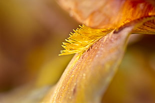 orange flower petal in macro photography HD wallpaper