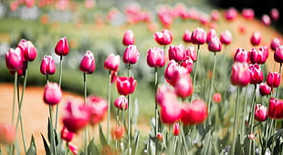 tilt shift lens photography of bed of red tulips HD wallpaper