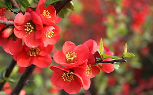 red flower