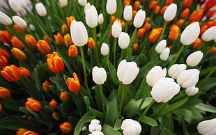 white and red Tulip flower garden