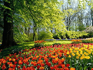 orange and yellow tulip flower field, park, garden, flowers, trees HD wallpaper