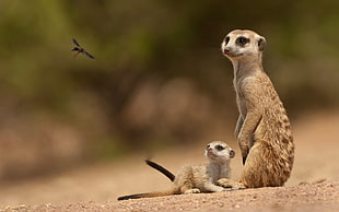 brown-and-white meerkats HD wallpaper