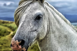 closeup photo of white horse HD wallpaper