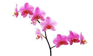 pink orchids HD wallpaper