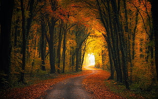 photo of road in the middle of tall trees