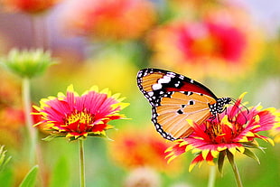 orange and red butterfly perching on red and yellow petaled flowers