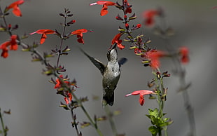 hummingbird, animals, nature, birds, hummingbirds HD wallpaper