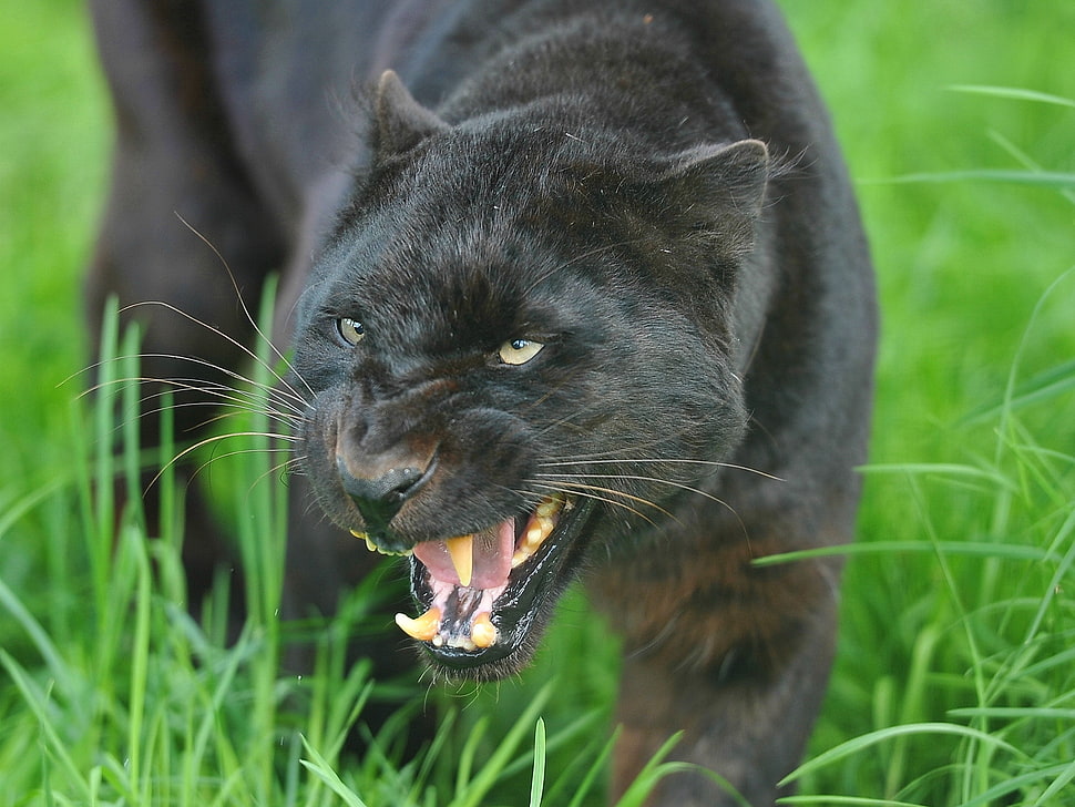 black Panther on green grass field HD wallpaper