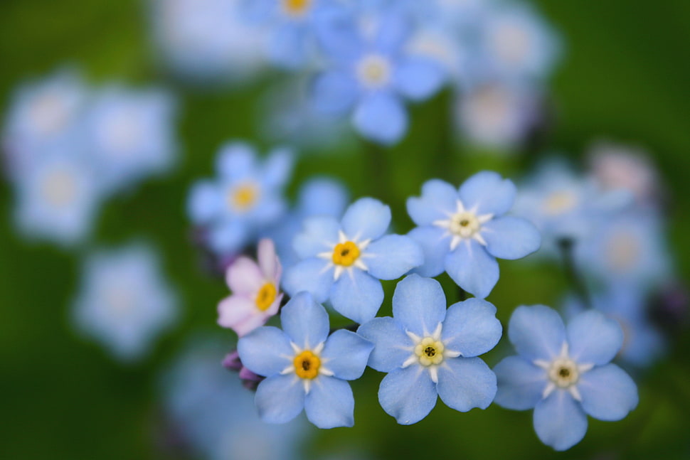 Purple 5-petaled flowers, forget-me-nots HD wallpaper | Wallpaper Flare