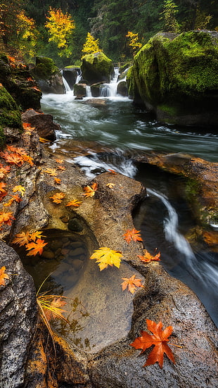time-lapse photograph of waterfalls and river, landscape, waterfall, leaves HD wallpaper