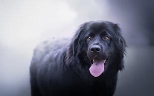 adult black Newfoundland dog, animals, tongues, dog HD wallpaper