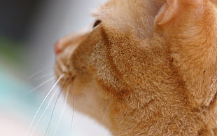 orange Tabby cat