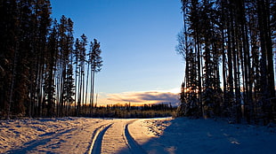 green trees, sunset, forest, winter, snow