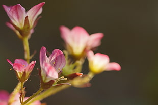 shift lens photography of pink and white lily flowers