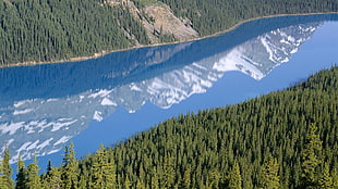 valley, nature, landscape, trees, mountains