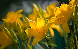 yellow petaled flower close up photo