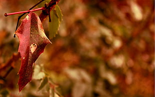 red and green leaf plant HD wallpaper
