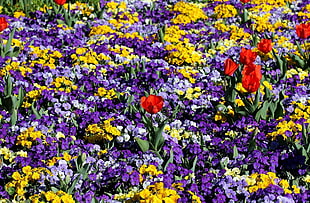 yellow and purple Iris and red Tulip flower fields HD wallpaper