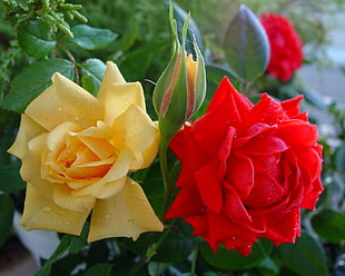 red and yellow petaled flowers