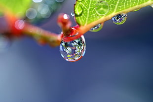 dewdrop macro photo