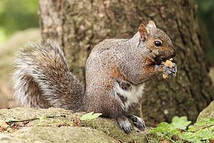 shallow focus photography of squirrel, peanut HD wallpaper