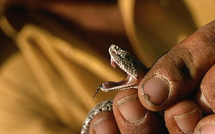 close up photo of snake venom fang HD wallpaper