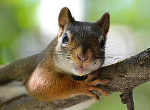 brown rodent on tree branch