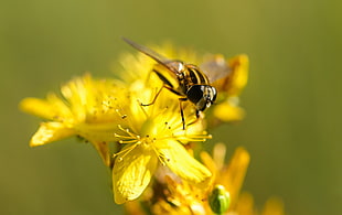 black and yellow bee and yellow petaled flower