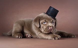 short-coated brown puppy