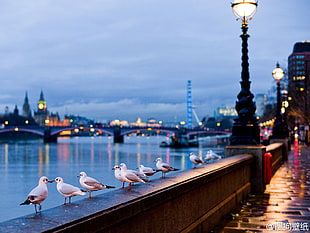 flock of pigeon, London, birds, lantern, cityscape