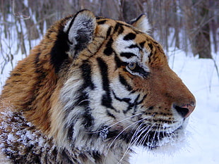 photo of tiger on forest during winter, amur HD wallpaper