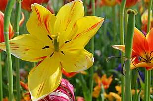 yellow petaled flower, flowers