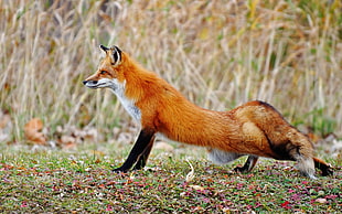 red fox on green grass photography HD wallpaper