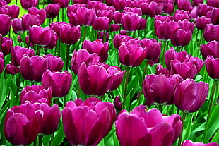 purple-petaled flowers