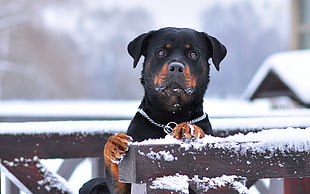 selective focus photography of mahogany rottweiler holding brown wooden board HD wallpaper