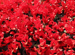 red Cleaver flowers HD wallpaper