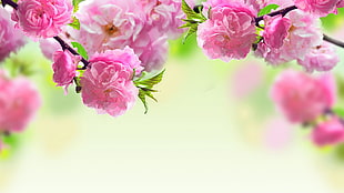 pink carnation flowers HD wallpaper