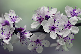 White and Purple Petal Flower Focus Photography