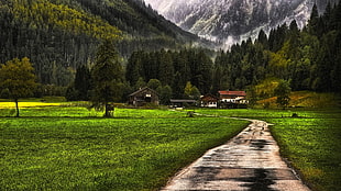 green grass field, nature, landscape, mountains, forest