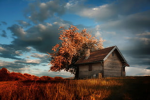 brown wooden house, nature, house, grass, trees