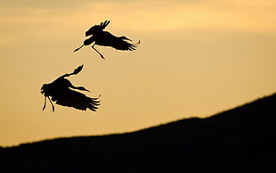silhouette of two stork birds HD wallpaper